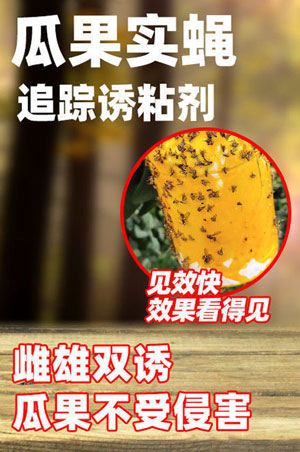 瓜果實蠅針蜂誘粘劑配方